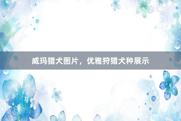 威玛猎犬图片，优雅狩猎犬种展示